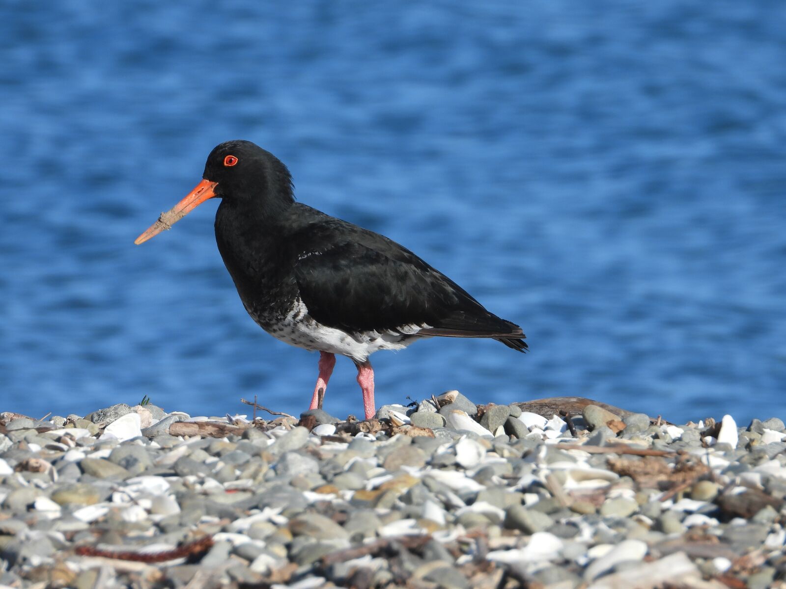 Nikon Coolpix P1000 sample photo. New zealand, oyster catcher photography