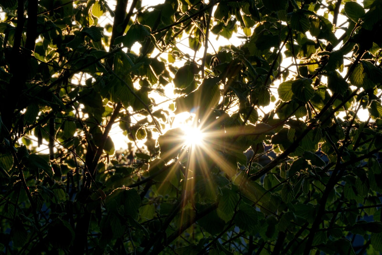Sony a6000 sample photo. Tree, nature, leaf photography