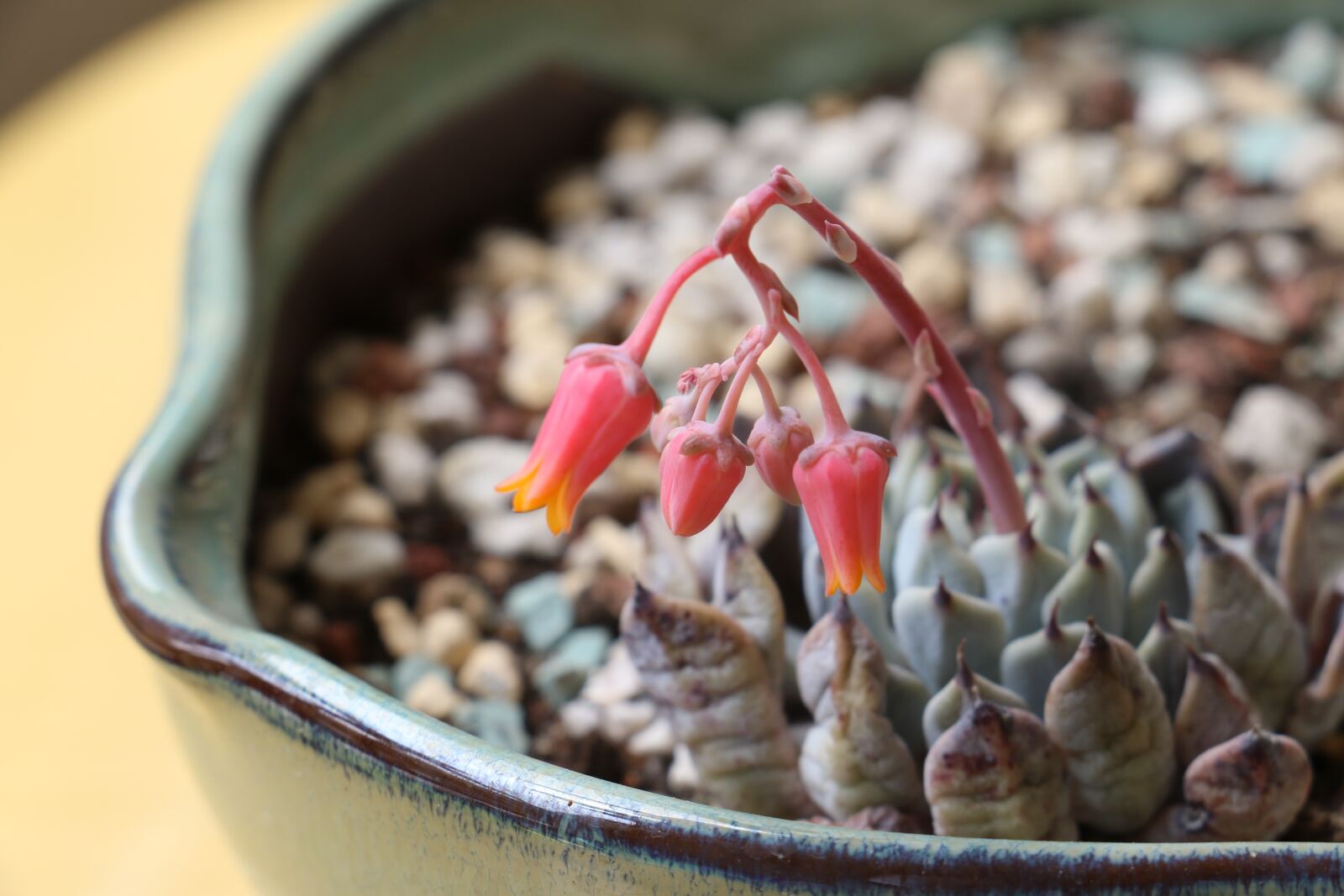 Canon EOS 7D Mark II sample photo. Potted plants, the fleshy photography