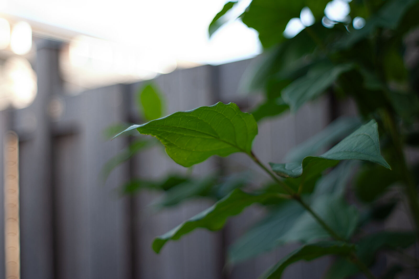 Canon EOS 10D sample photo. Vivitar 28mm f2.5 wide photography