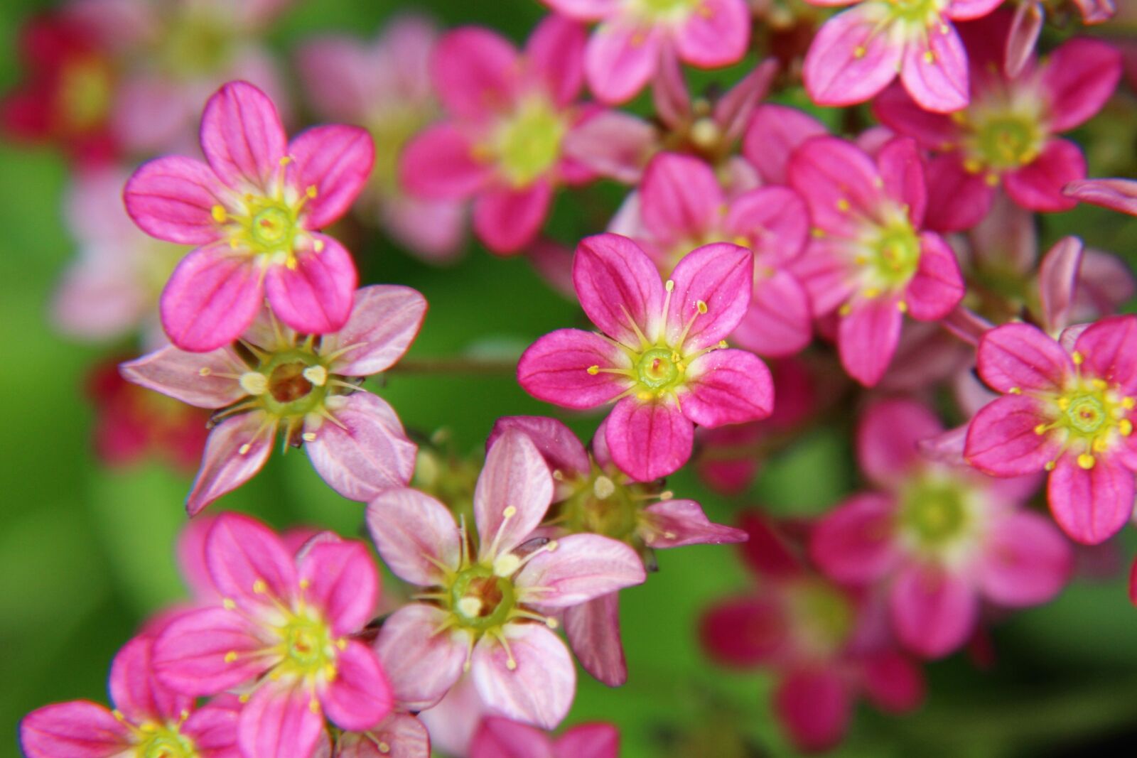 Canon EOS 1200D (EOS Rebel T5 / EOS Kiss X70 / EOS Hi) sample photo. Flowers, pink, spring photography
