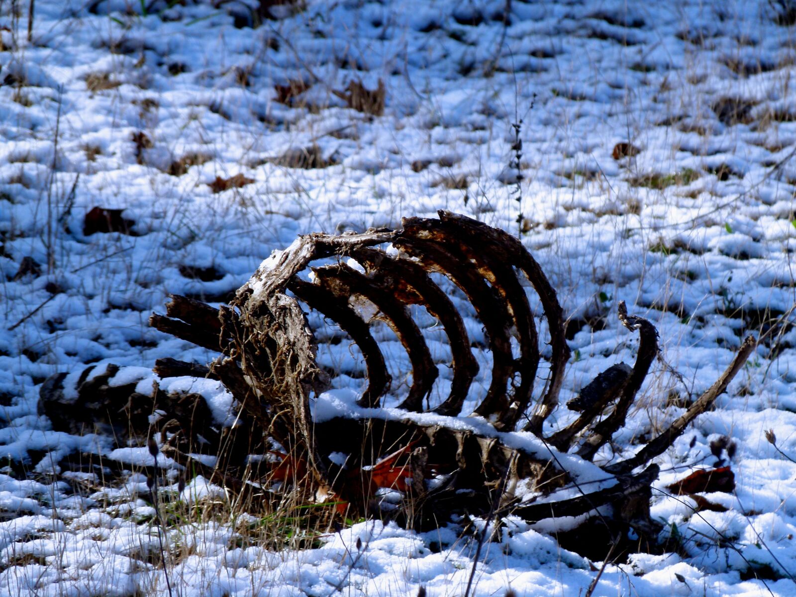 Panasonic Lumix DMC-FZ100 sample photo. Carcase, bones, deer photography