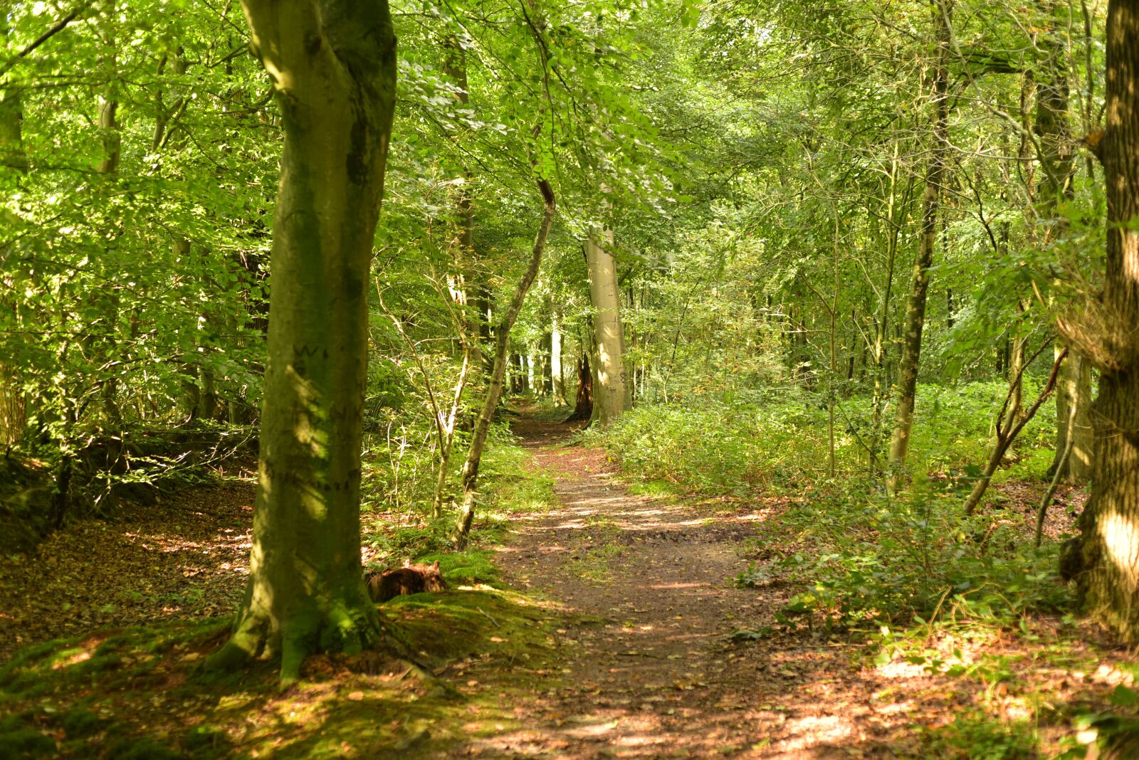Nikon D750 sample photo. Forest, green, away photography