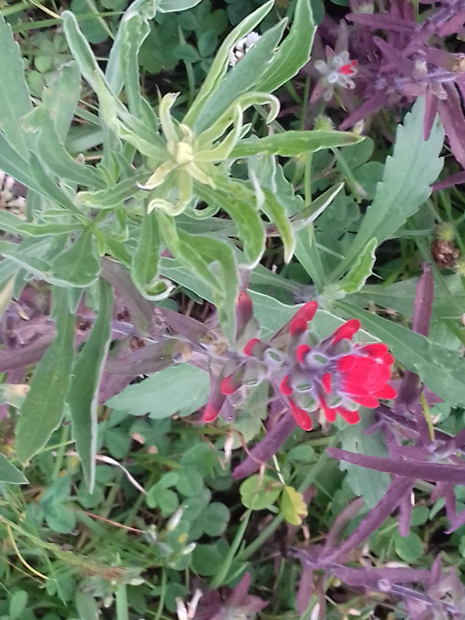 Samsung Galaxy Grand Prime sample photo. Verde, naturaleza, hojas photography