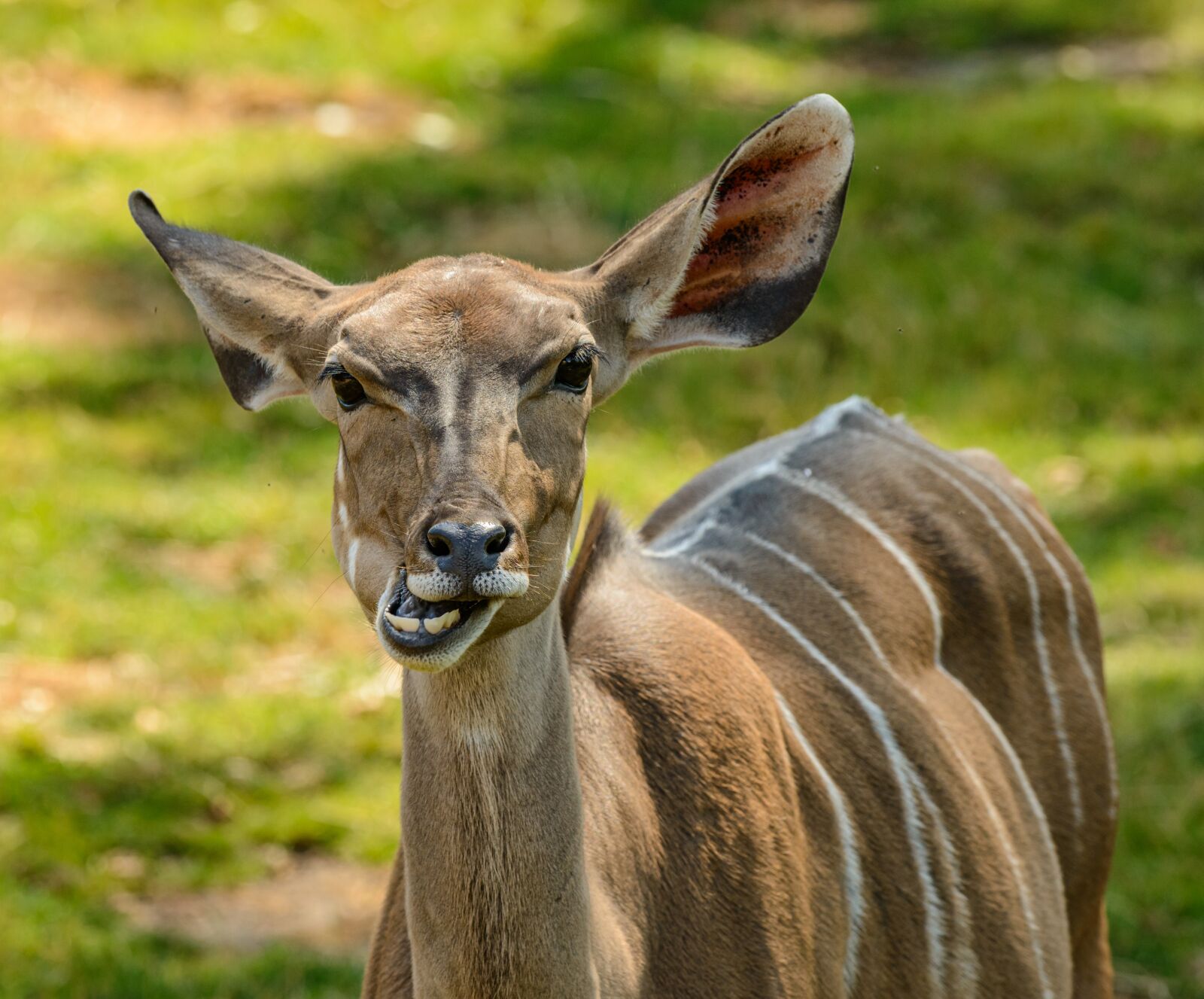 Nikon D800E sample photo. The antelope, kudu, ruminant photography