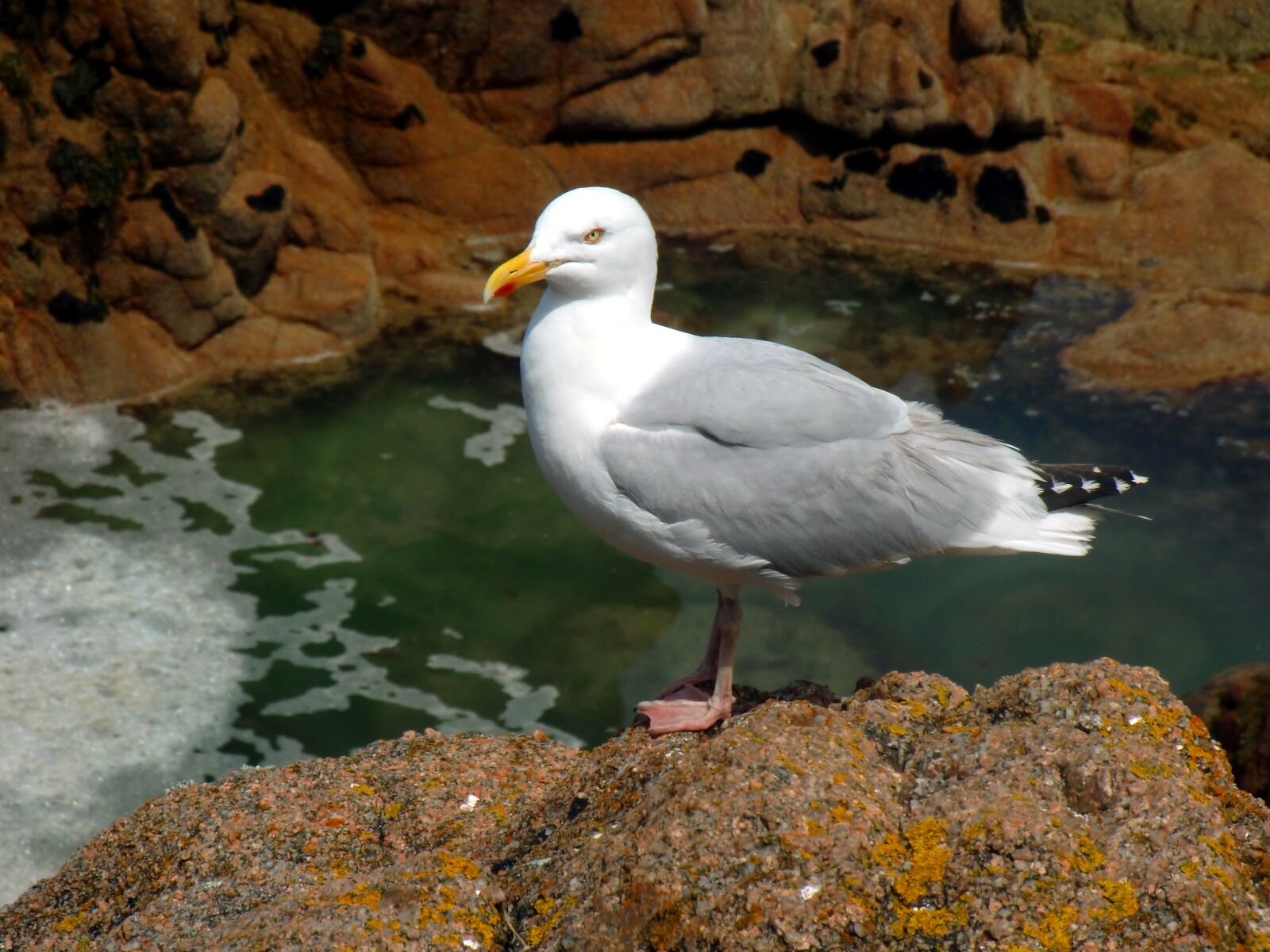 CASIO EX-H10 sample photo. Gull, seevogel, gulls photography