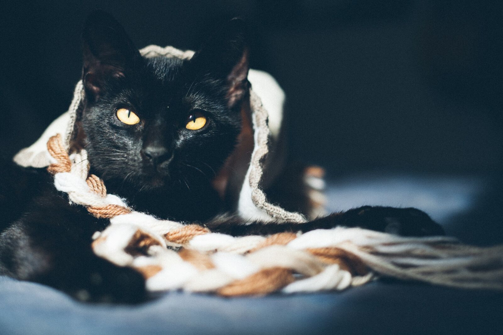 Canon EF 50mm F1.8 II sample photo. Cat, feline, animal photography