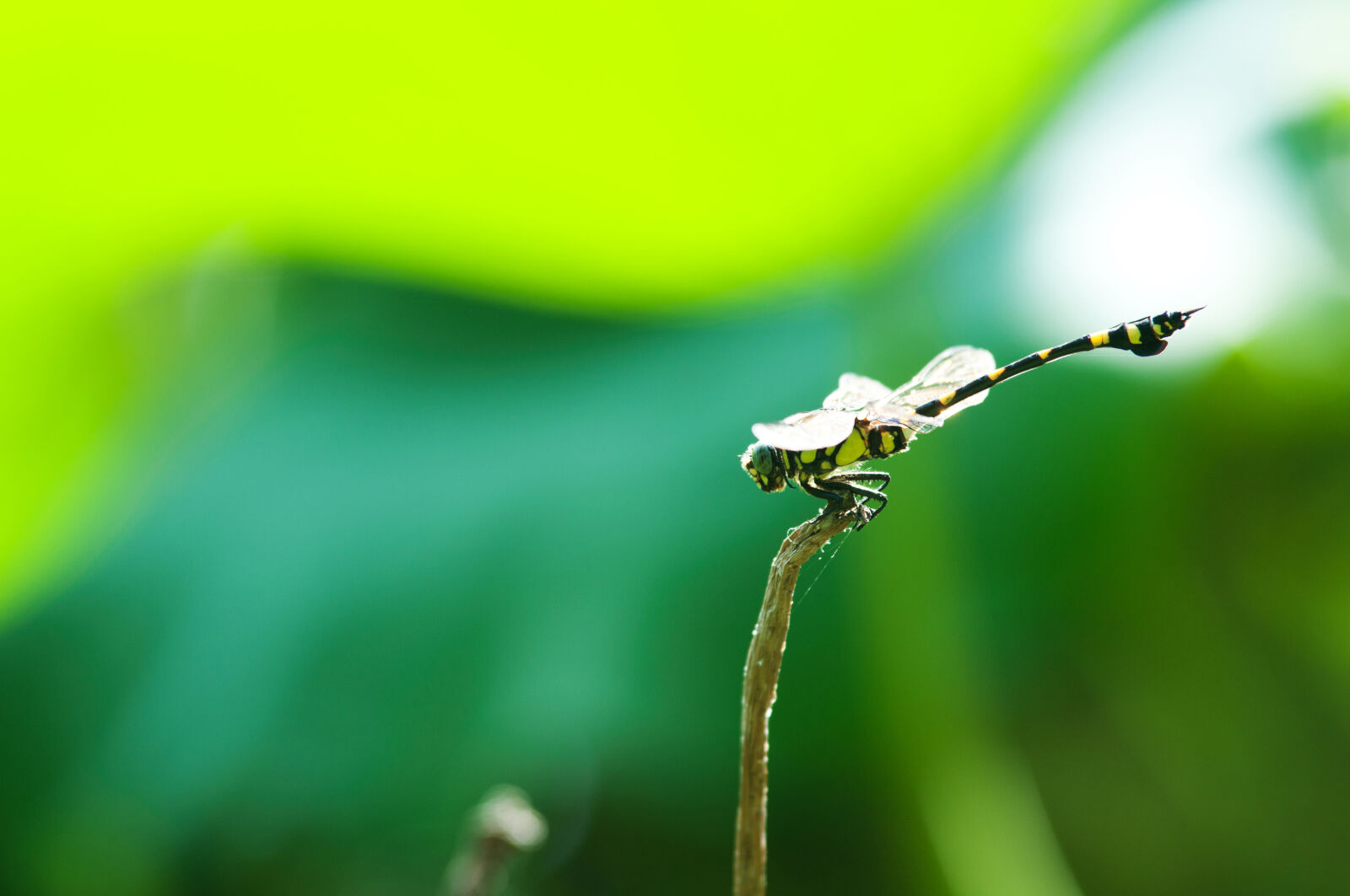 Nikon D90 sample photo. Dragonfly, green, nature, wings photography