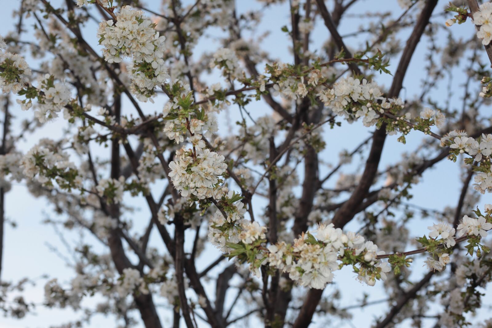 Canon EOS 5D Mark II sample photo. Spring, tree blossom, tree photography