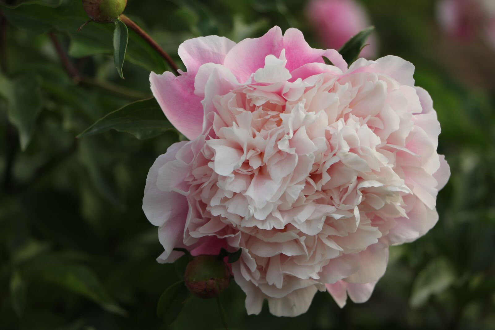 Canon EOS 7D Mark II sample photo. Chinese herbaceous peony, flower photography