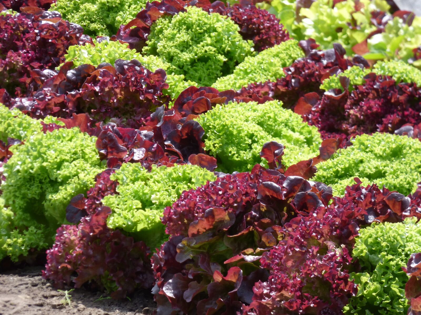 Panasonic DMC-FZ72 sample photo. Lettuce, red lettuce, green photography