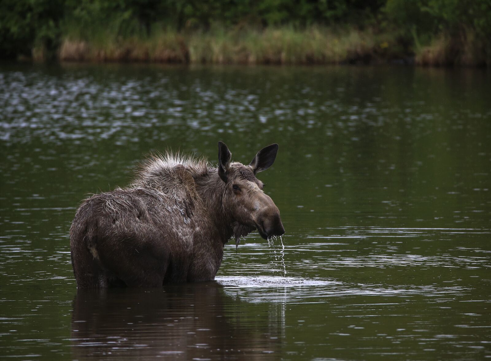 150-600mm F5-6.3 DG OS HSM | Contemporary 015 sample photo. Moose, cow, portrait photography