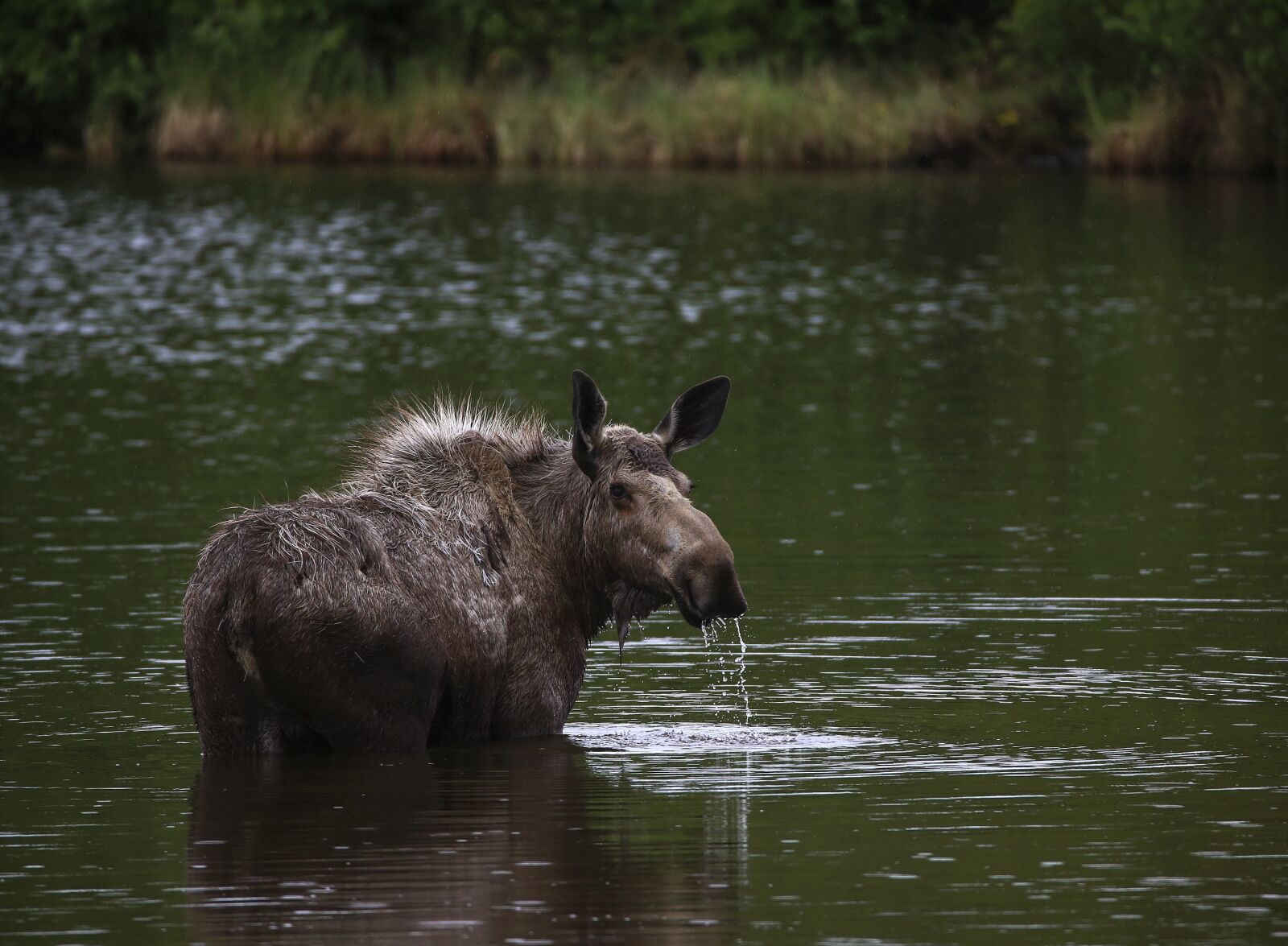 Canon EOS 6D + 150-600mm F5-6.3 DG OS HSM | Contemporary 015 sample photo. Moose, cow, portrait photography