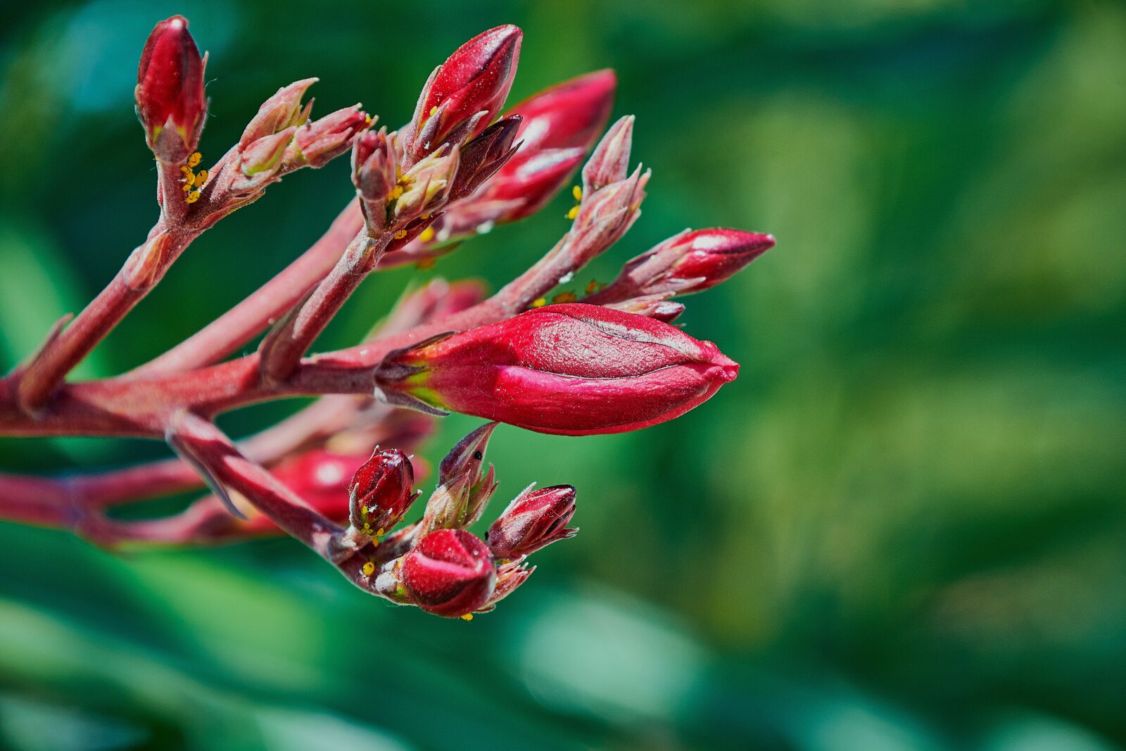 Nikon D7200 sample photo. Flower, color, plant photography