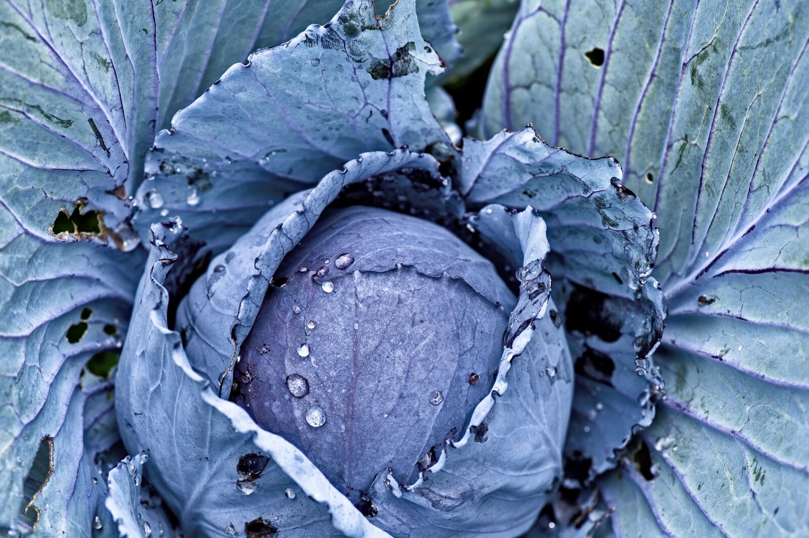 Nikon D700 sample photo. Red cabbage, garden, eat photography