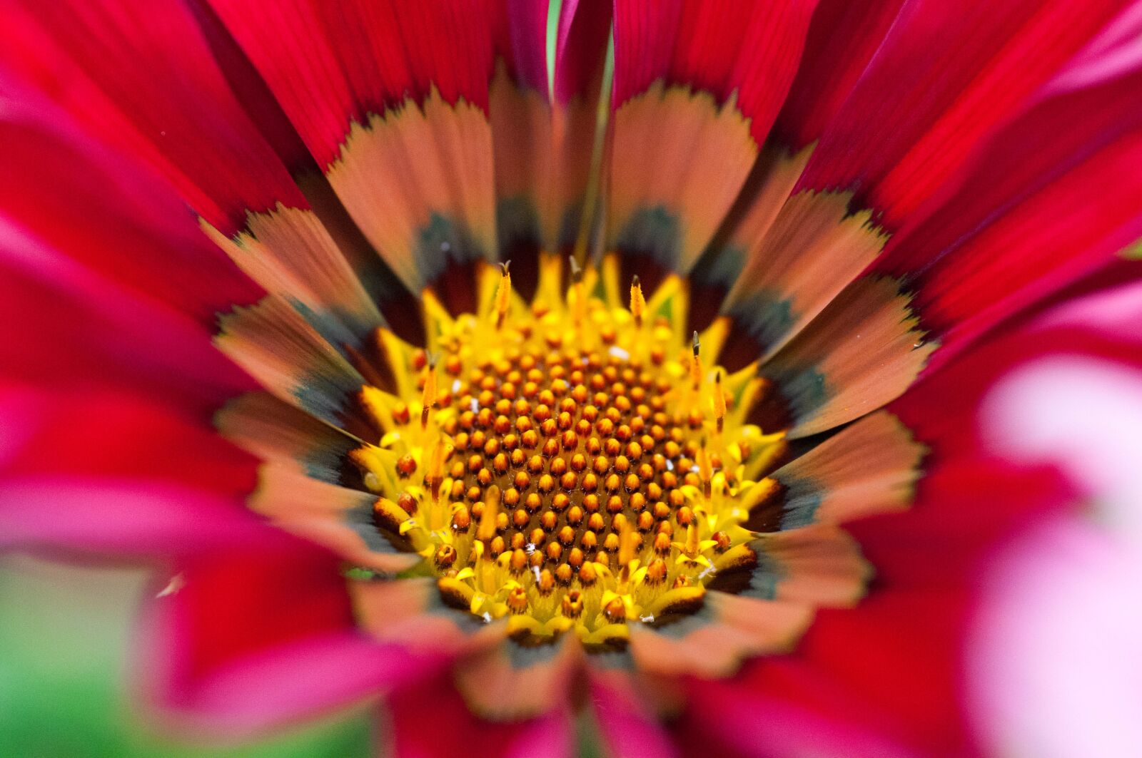 Nikon D300 sample photo. Flower, pink, red photography