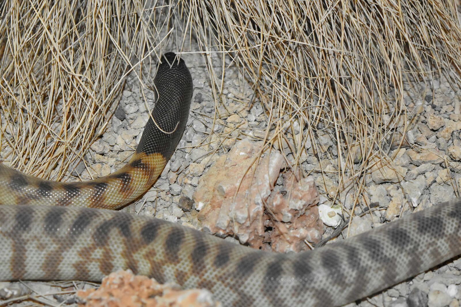 Nikon D5500 sample photo. Animal, cobra, rattlesnake, nature photography