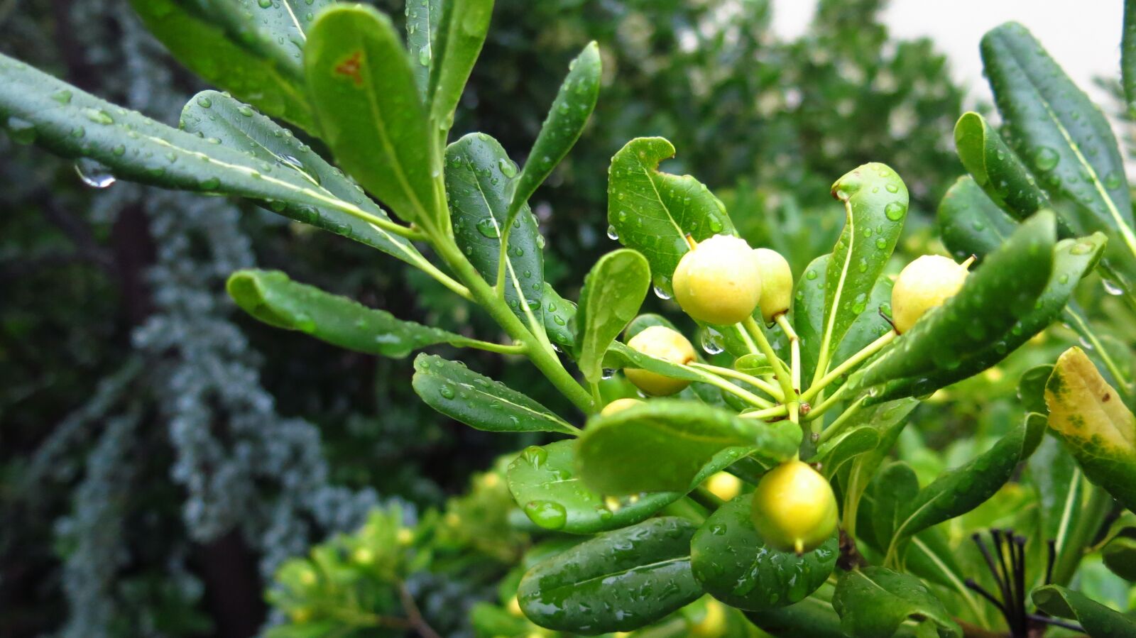 Canon PowerShot G15 sample photo. Plant, rain, wet photography