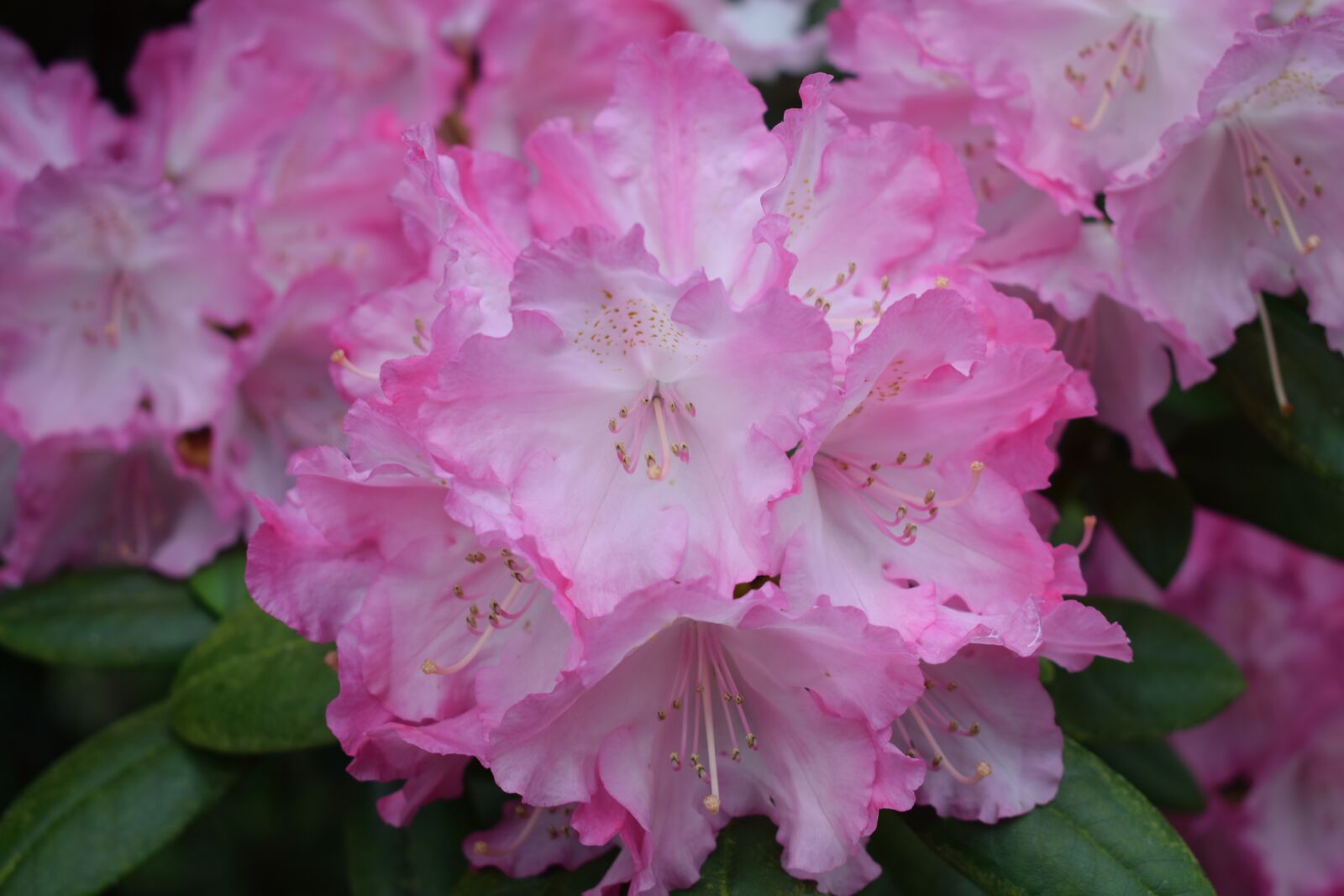 Nikon D3300 sample photo. Flowers, spring, summer photography