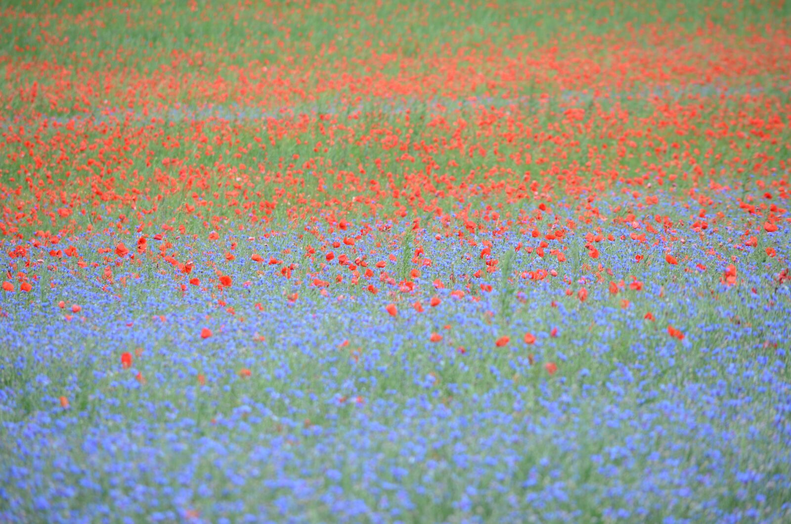 Nikon D5100 sample photo. France, poppy, cornflowers photography