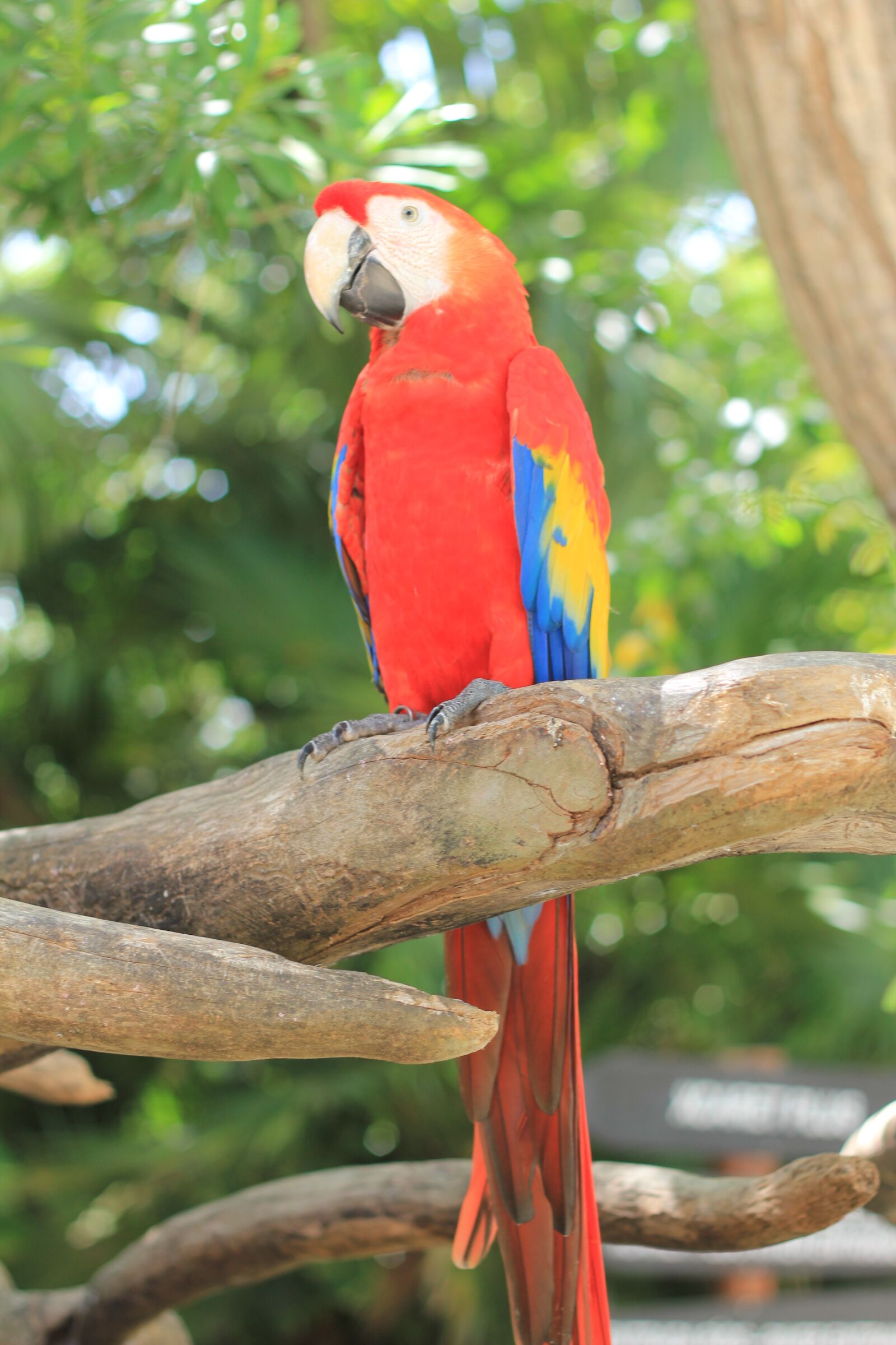 Canon EOS 550D (EOS Rebel T2i / EOS Kiss X4) sample photo. Parrot, scarlet macaw, ave photography