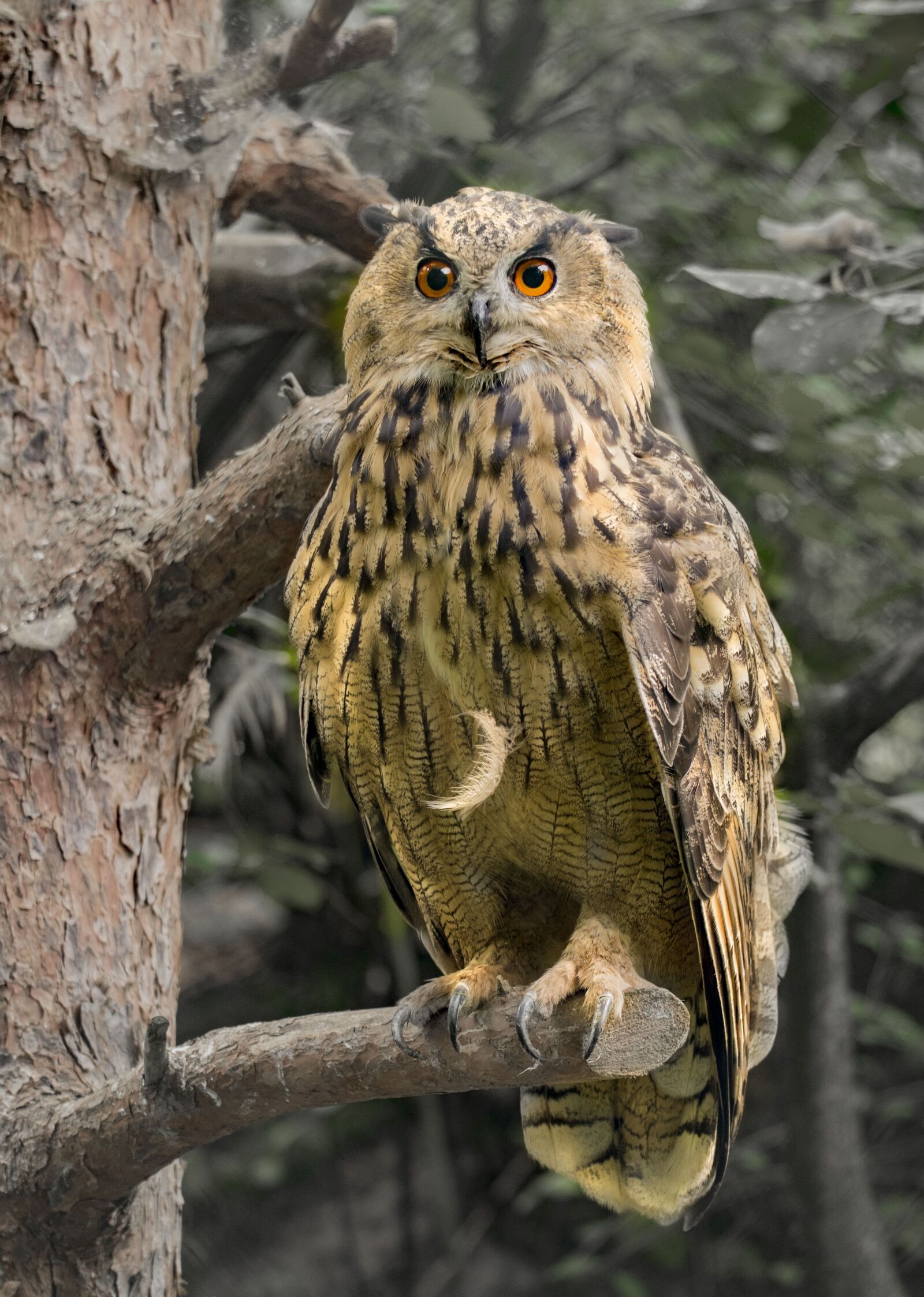 Nikon D610 sample photo. Eagle owl, owl, raptor photography