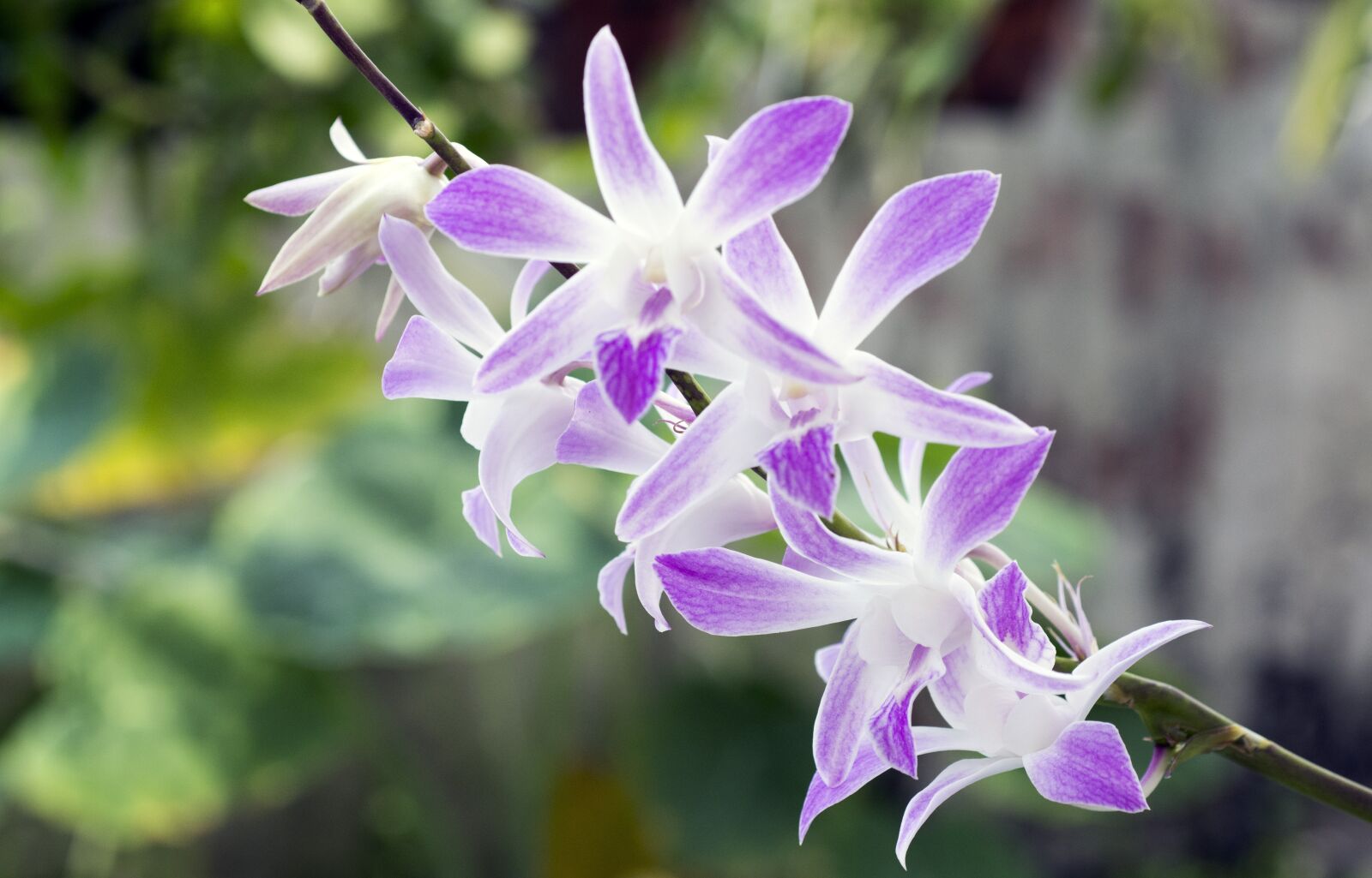 Nikon D7200 sample photo. Namhai, nha, hai photography