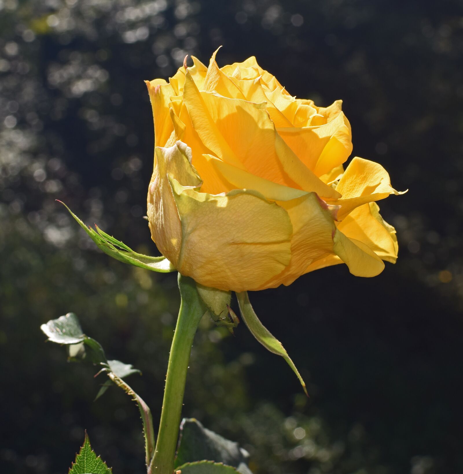 Nikon D3300 sample photo. Yellow-orange rose, rose, flower photography