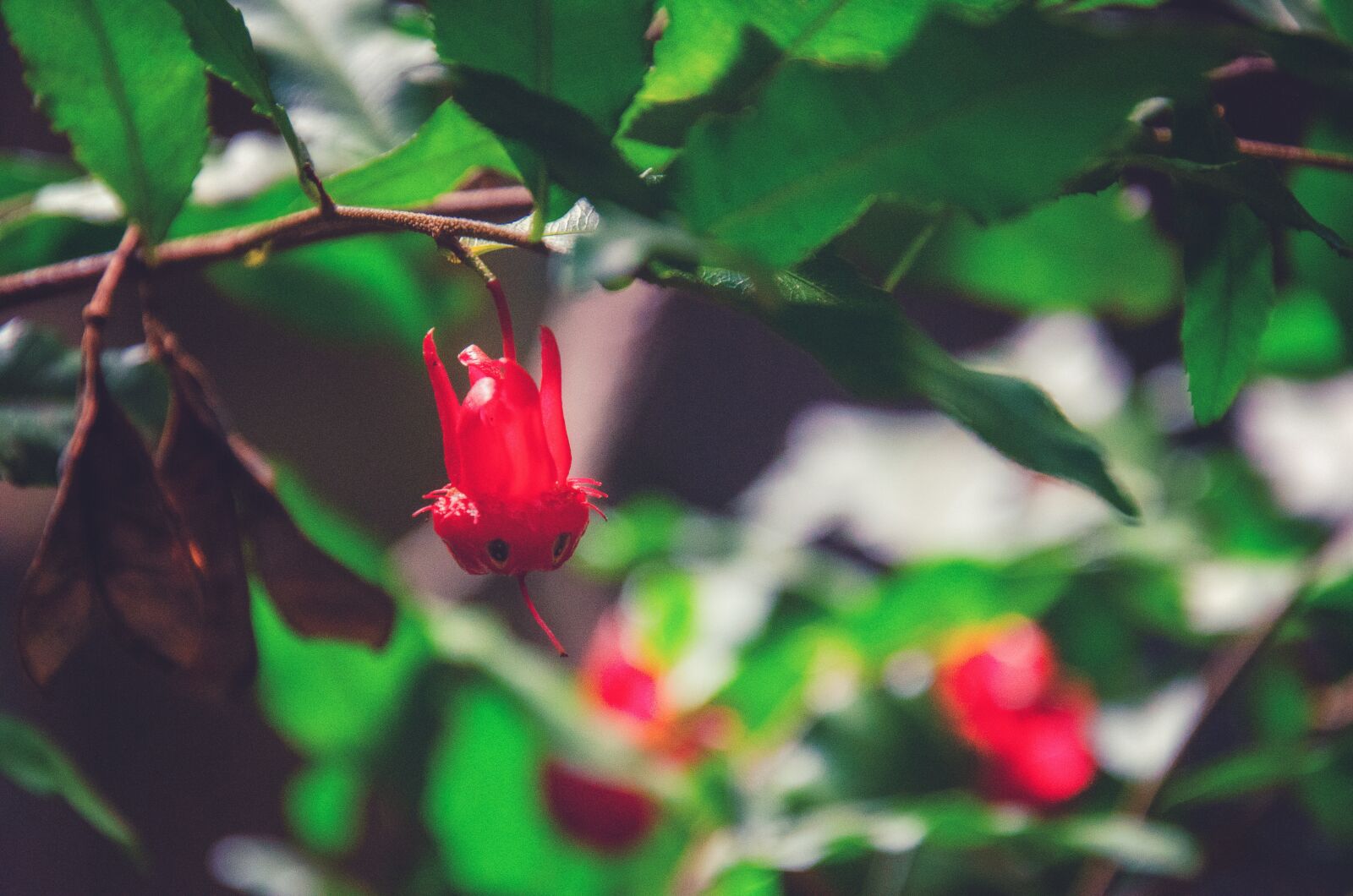 Nikon D7000 sample photo. Red, berry, forest photography