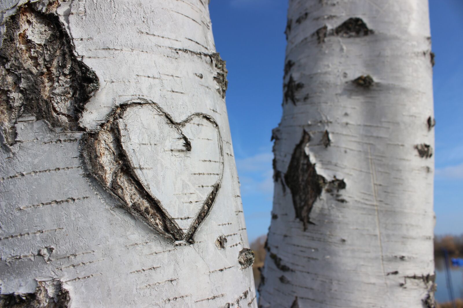 Canon EOS 600D (Rebel EOS T3i / EOS Kiss X5) sample photo. Love, birch, heart photography