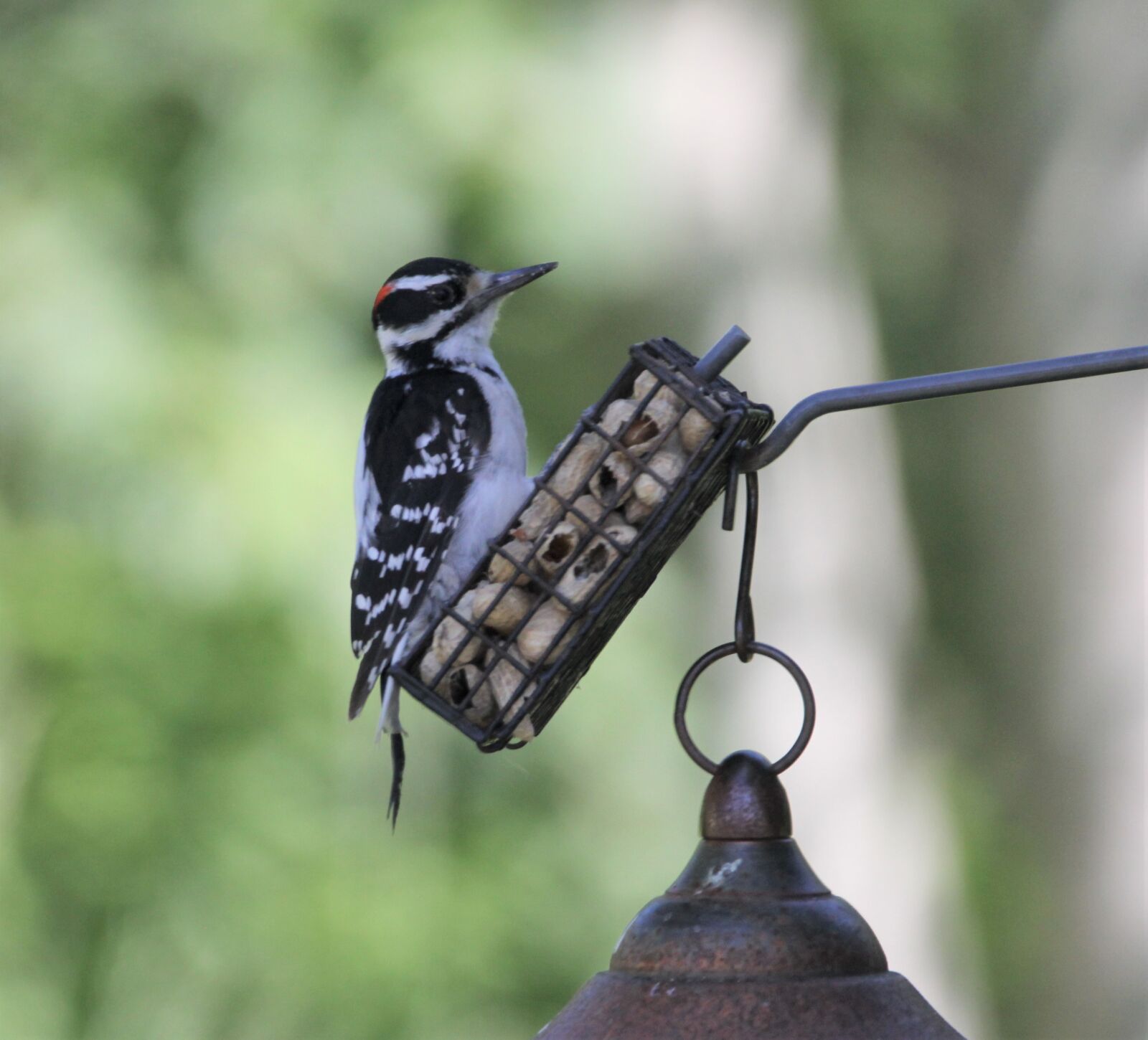 Canon EOS 60D sample photo. Birds, pic wood, nature photography