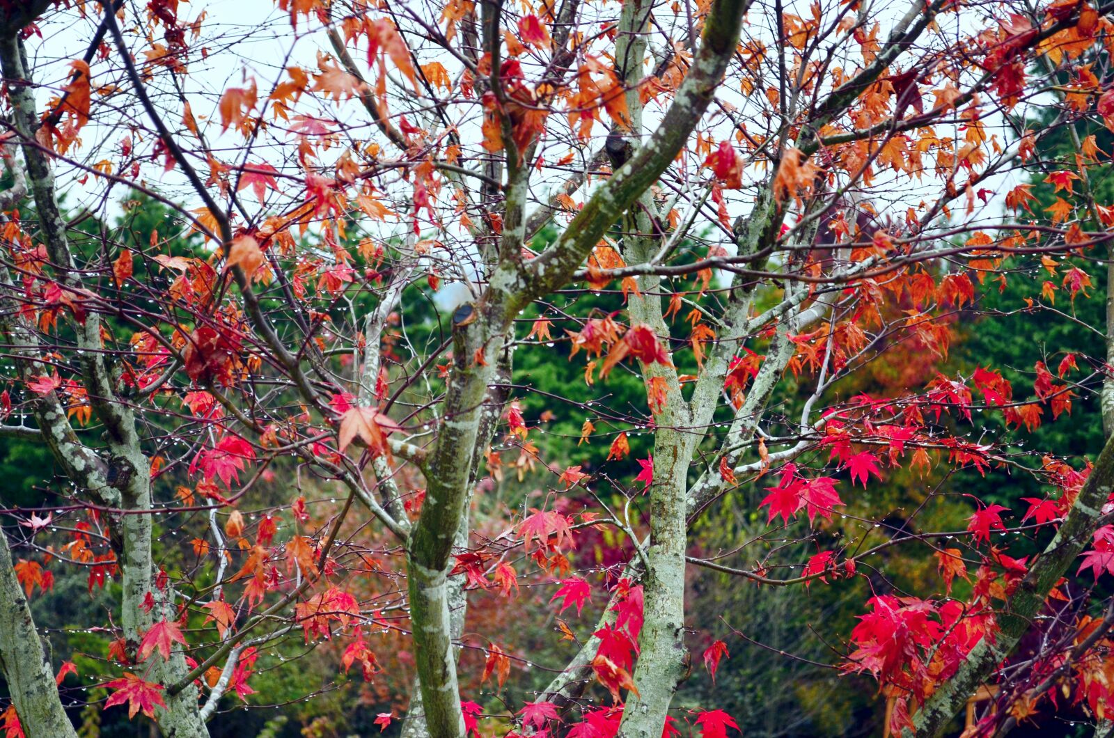 Nikon D5100 sample photo. Tree, branches, water drop photography