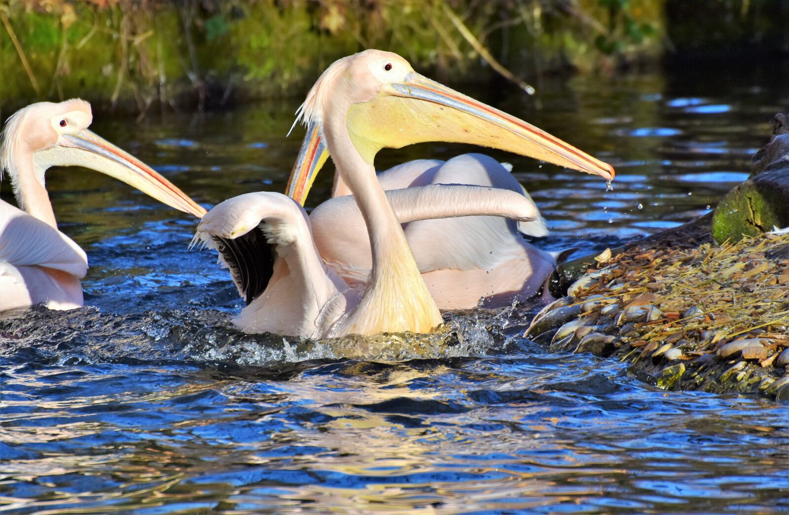 Nikon D7200 sample photo. Pelikan, water bird, pink photography