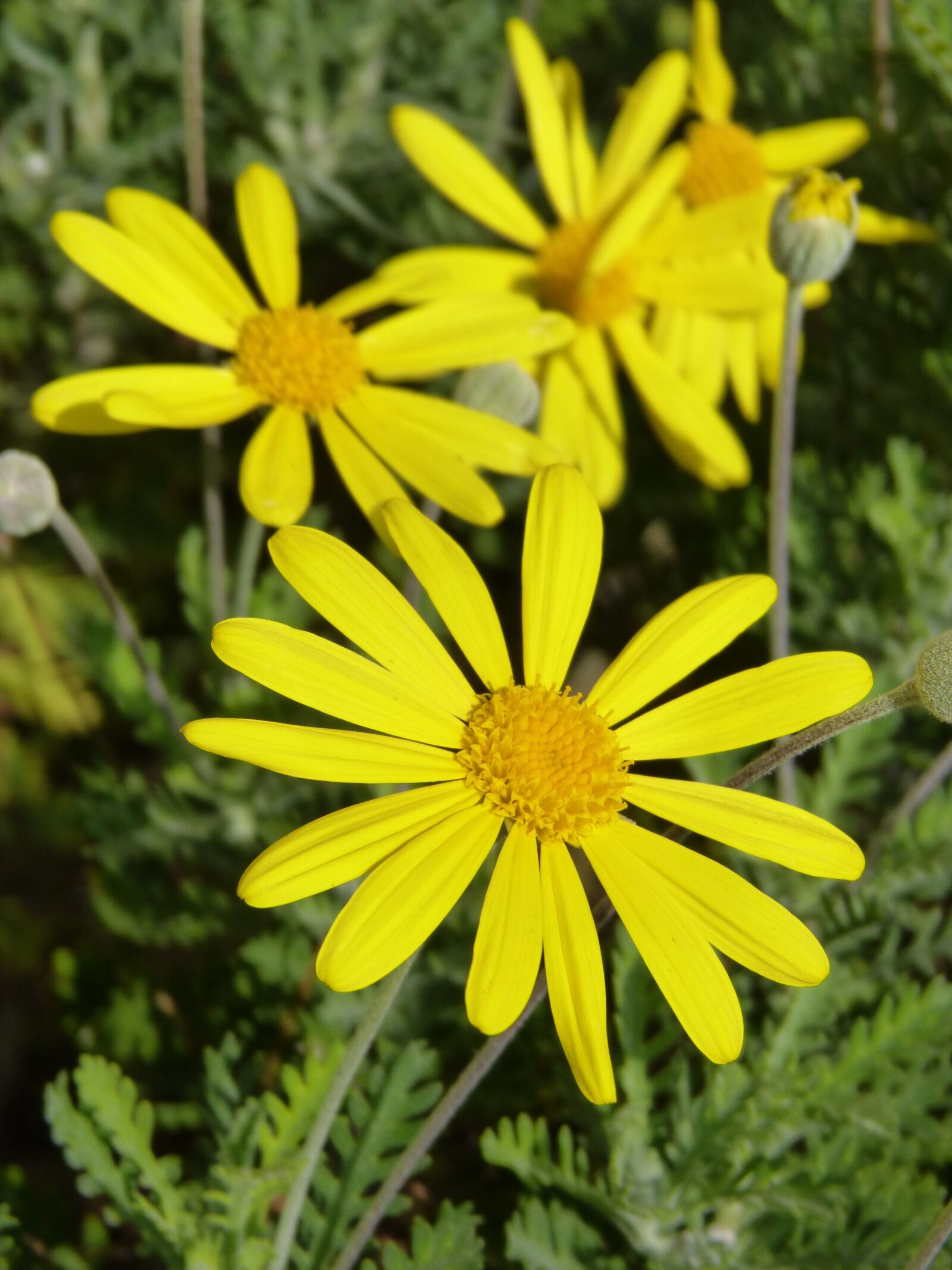 Panasonic DMC-FZ62 sample photo. Daisy, yellow, flowers photography