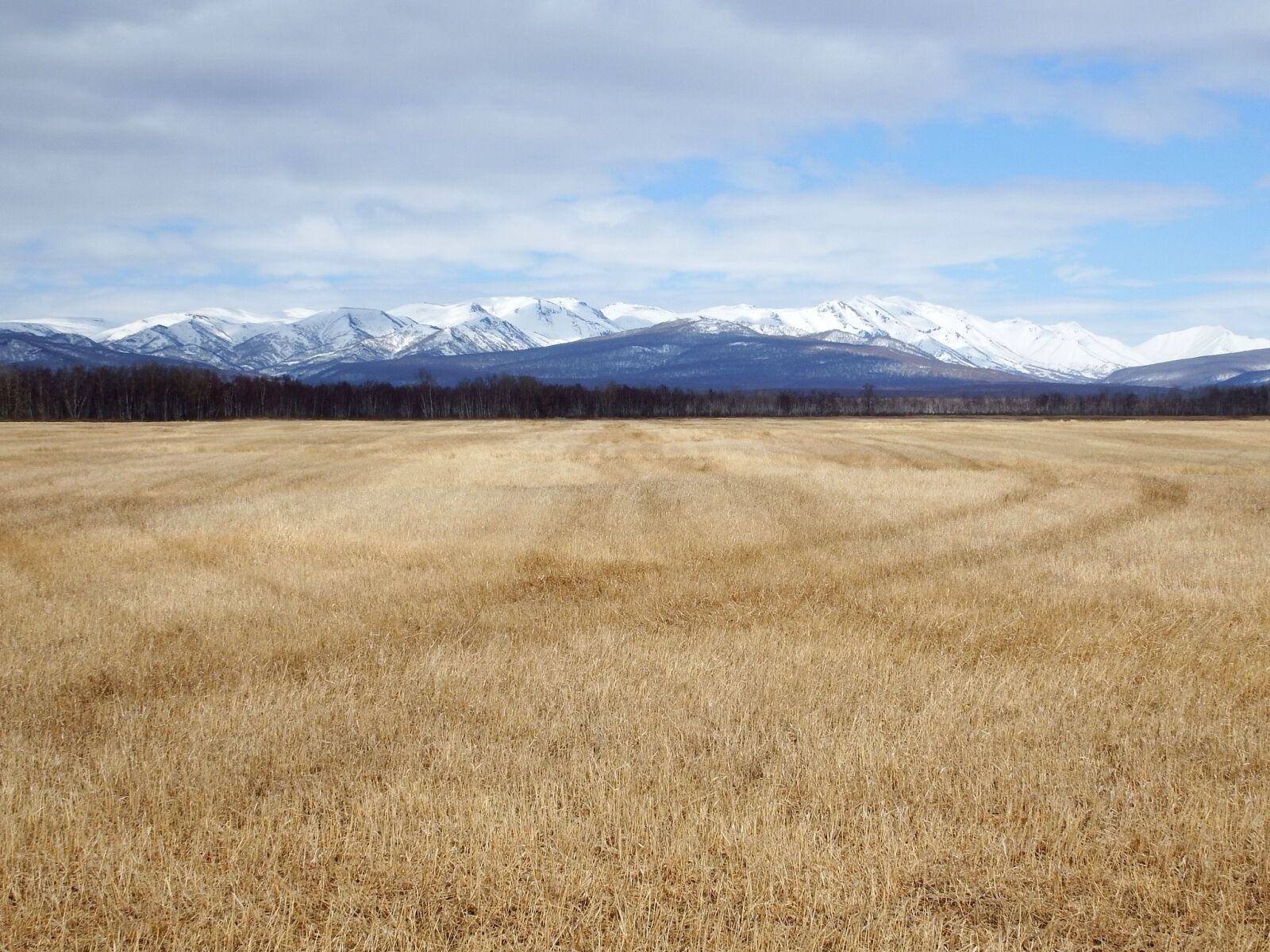 Fujifilm FinePix S1 sample photo. Fields, late autumn, grass photography
