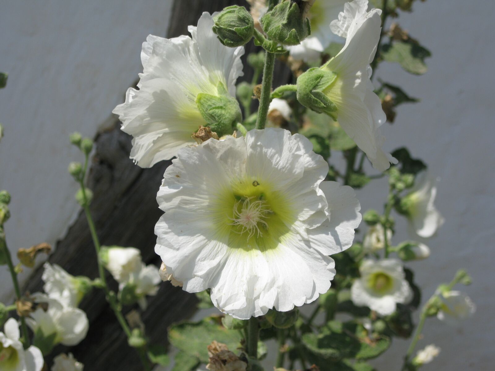 Canon PowerShot A1000 IS sample photo. Hollyhock, flower, blossom photography