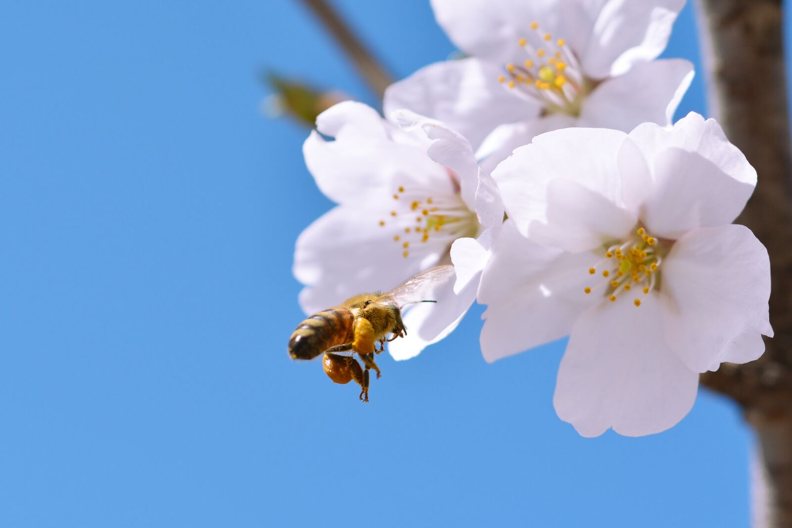 Nikon D7100 sample photo. Cherry blossom, sakura, spring photography