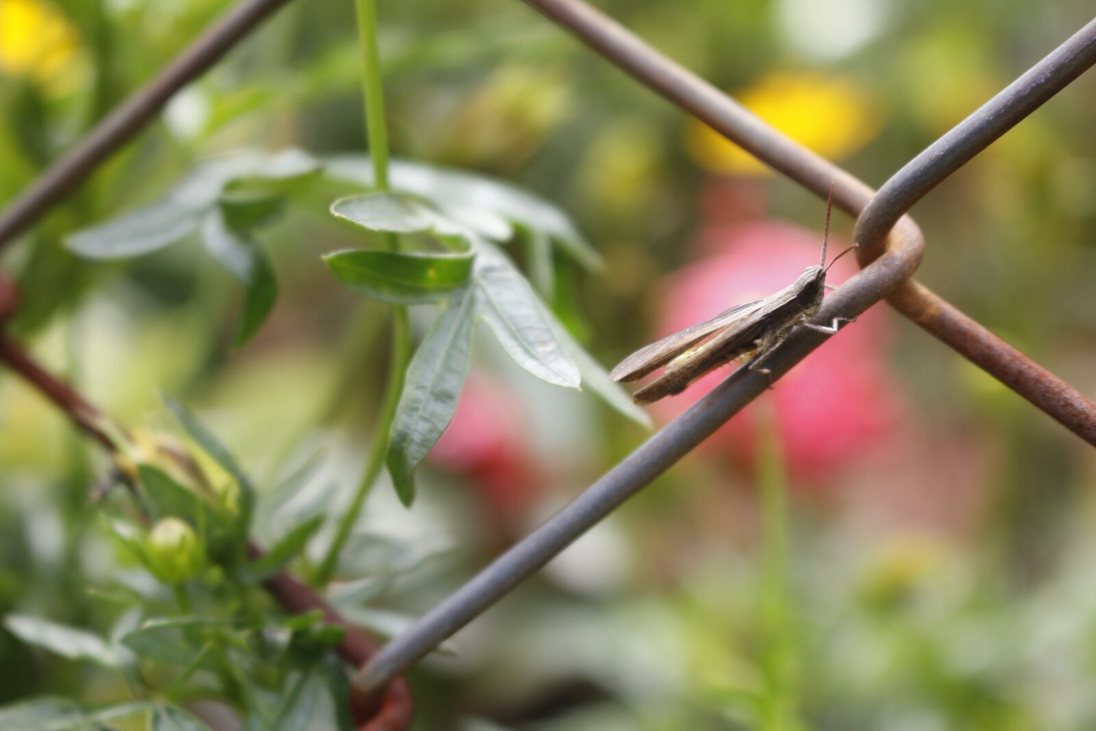Canon EOS 70D sample photo. Insects, one, small photography