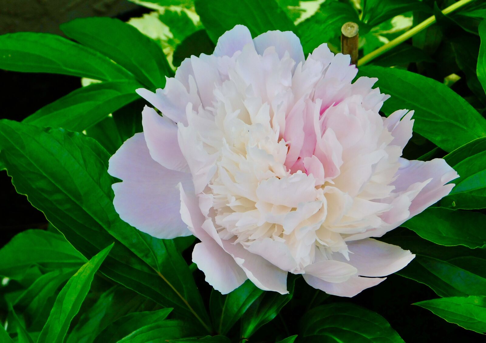 Nikon Coolpix B500 sample photo. Pink, peony, blossom photography