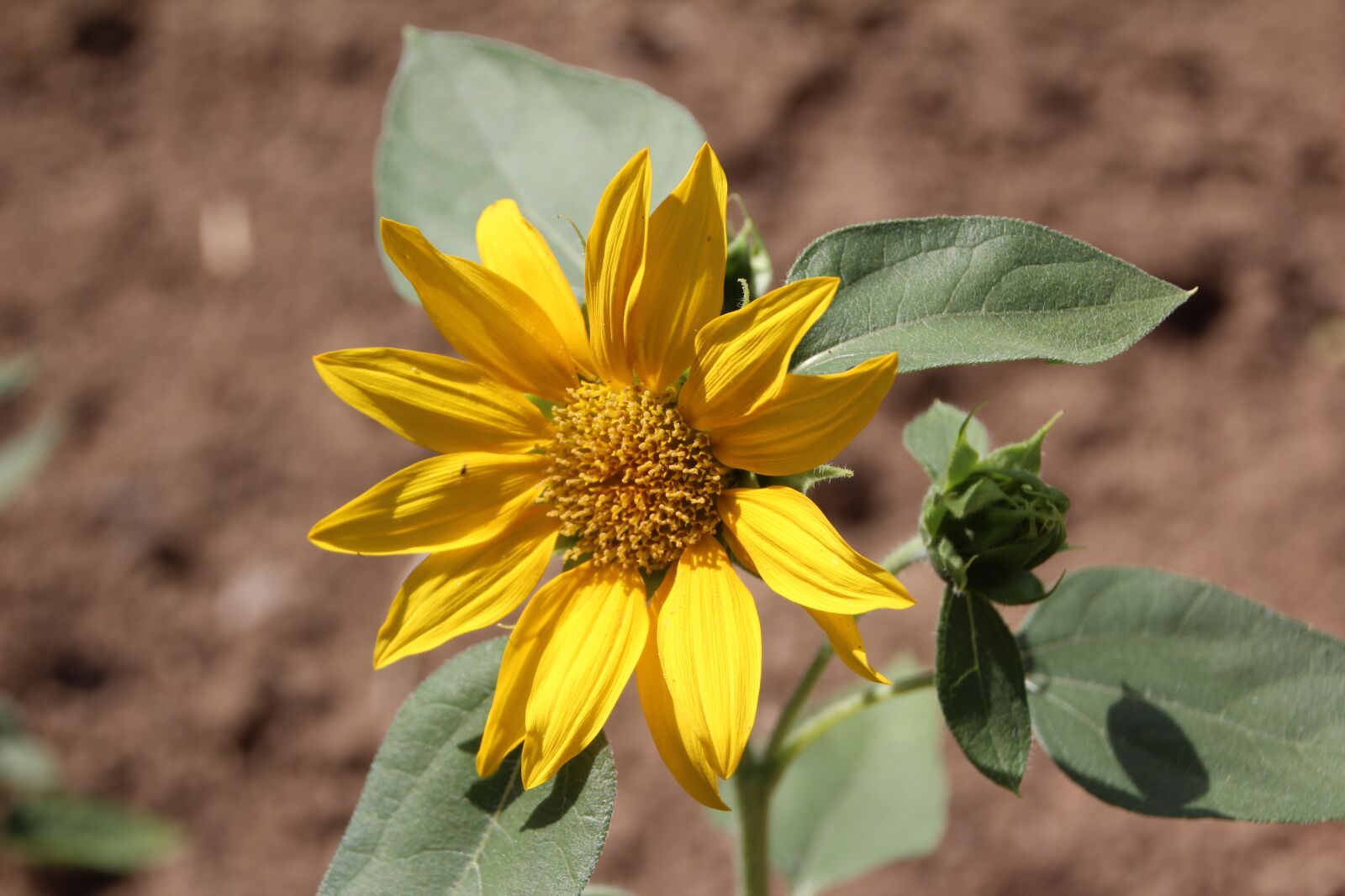 Canon EOS 600D (Rebel EOS T3i / EOS Kiss X5) sample photo. Sunflower, yellow flower, flower photography