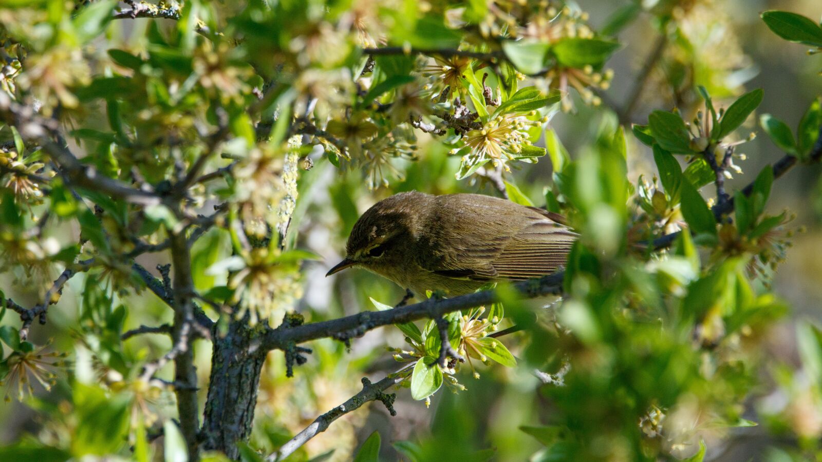 Canon EOS 80D sample photo. Chiffchaff, bird, branch photography
