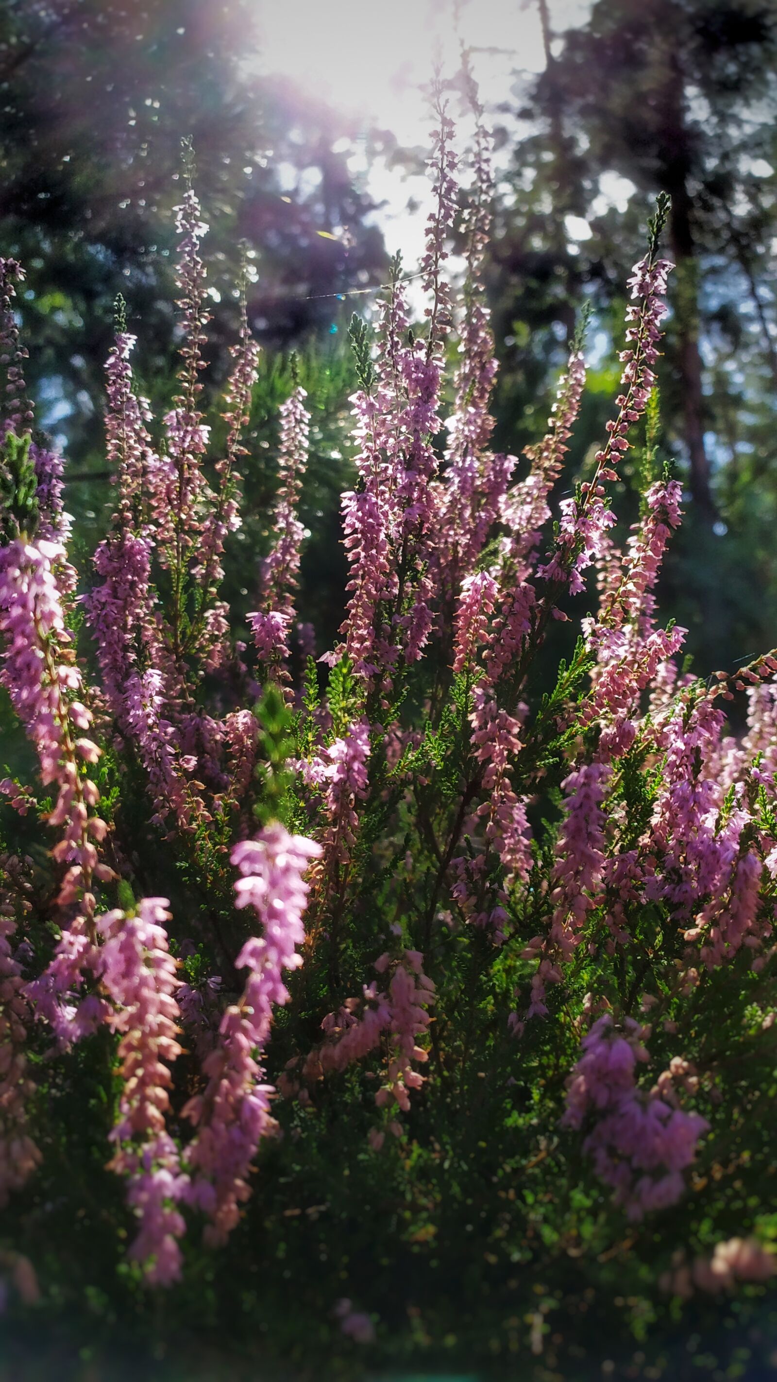 Xiaomi Redmi Note 7 sample photo. Heather, heath, forest photography