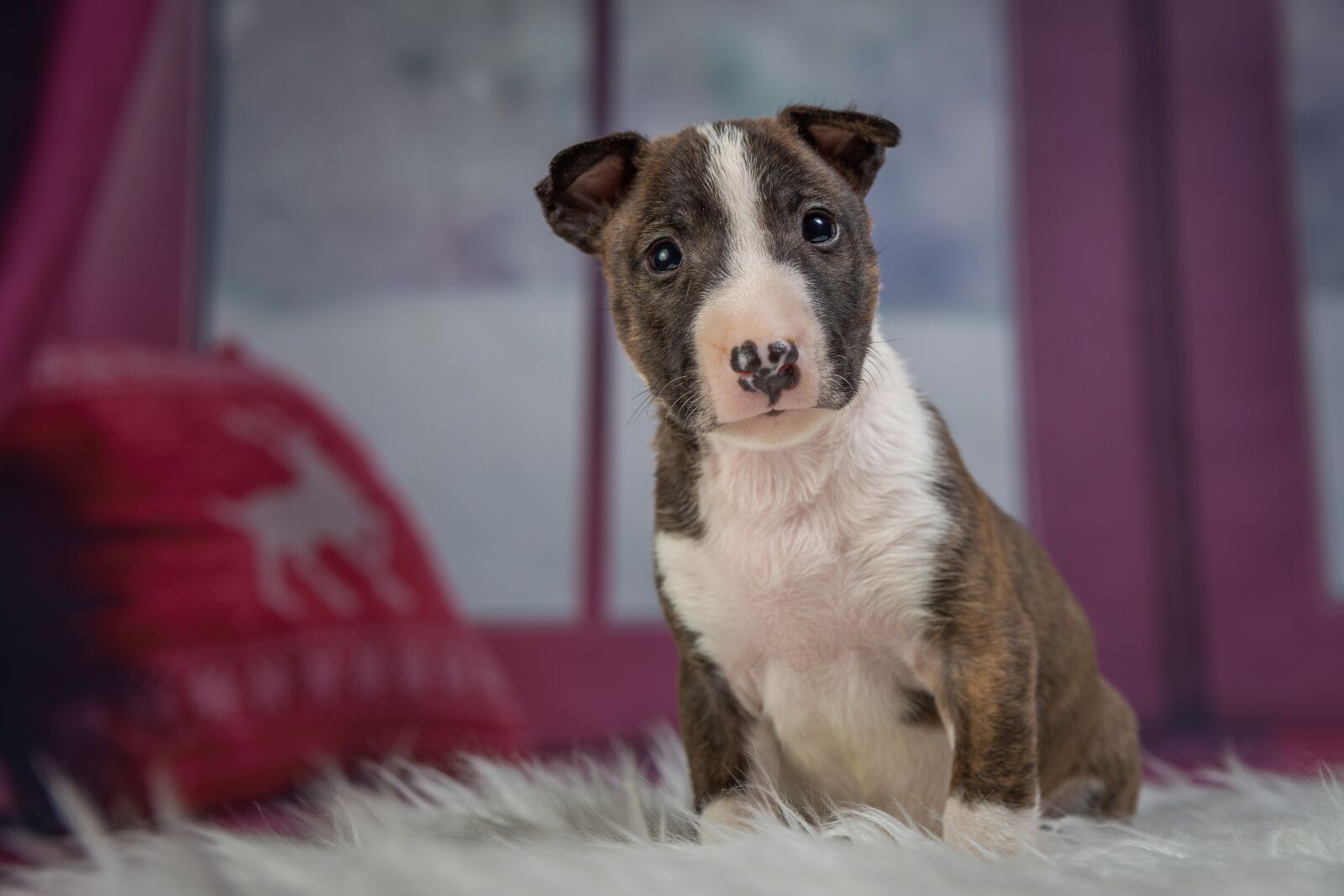 Nikon D7200 sample photo. Puppy, dog, animal photography