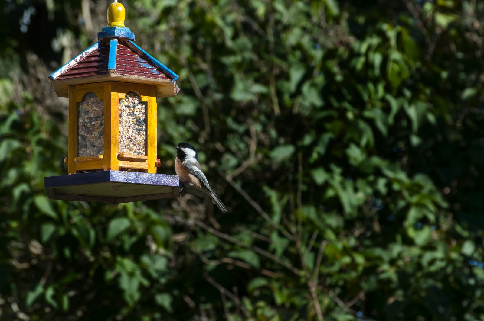 Nikon D300S sample photo. Bird feeder, bird, backyard photography