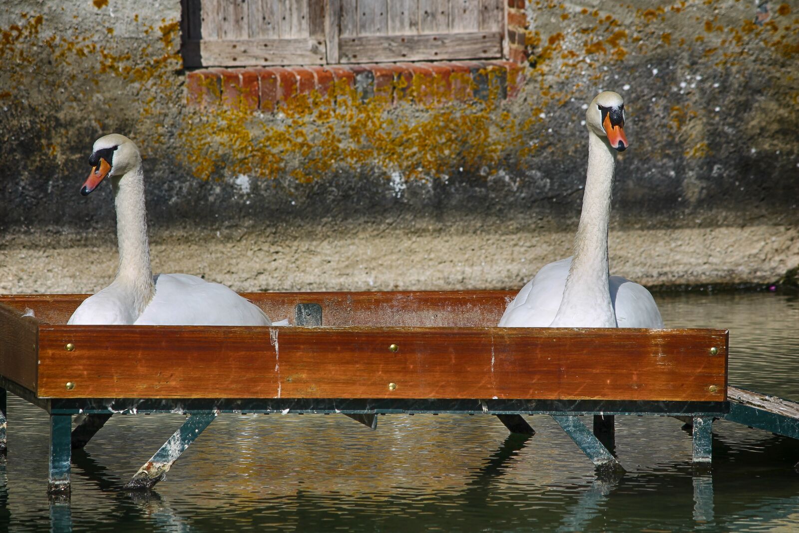 Canon EOS 1100D (EOS Rebel T3 / EOS Kiss X50) sample photo. Swan, swans, couple photography