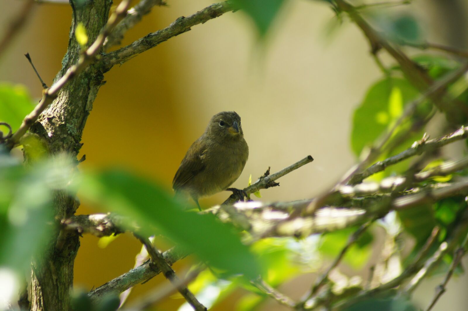 Sony SLT-A55 (SLT-A55V) sample photo. Nature, finlandia, colombia photography