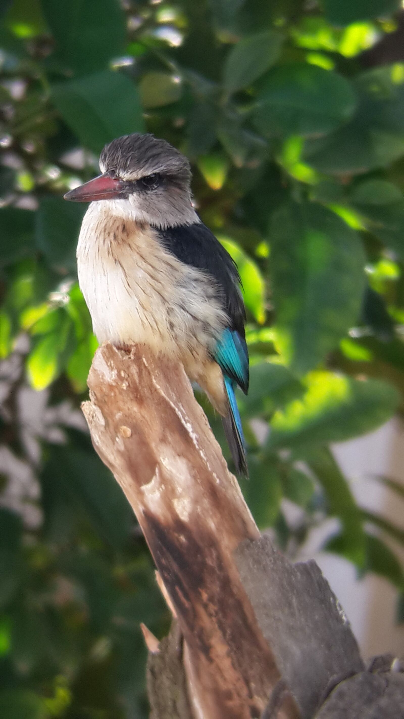 Samsung Galaxy S4 sample photo. Kingfisher, bird, nature photography