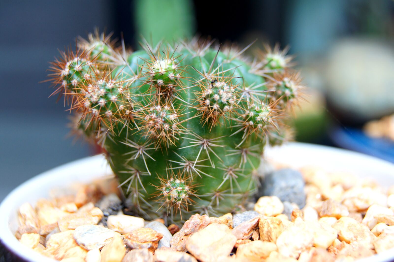 Sony Alpha DSLR-A550 sample photo. Cactus, closeup, succulent photography