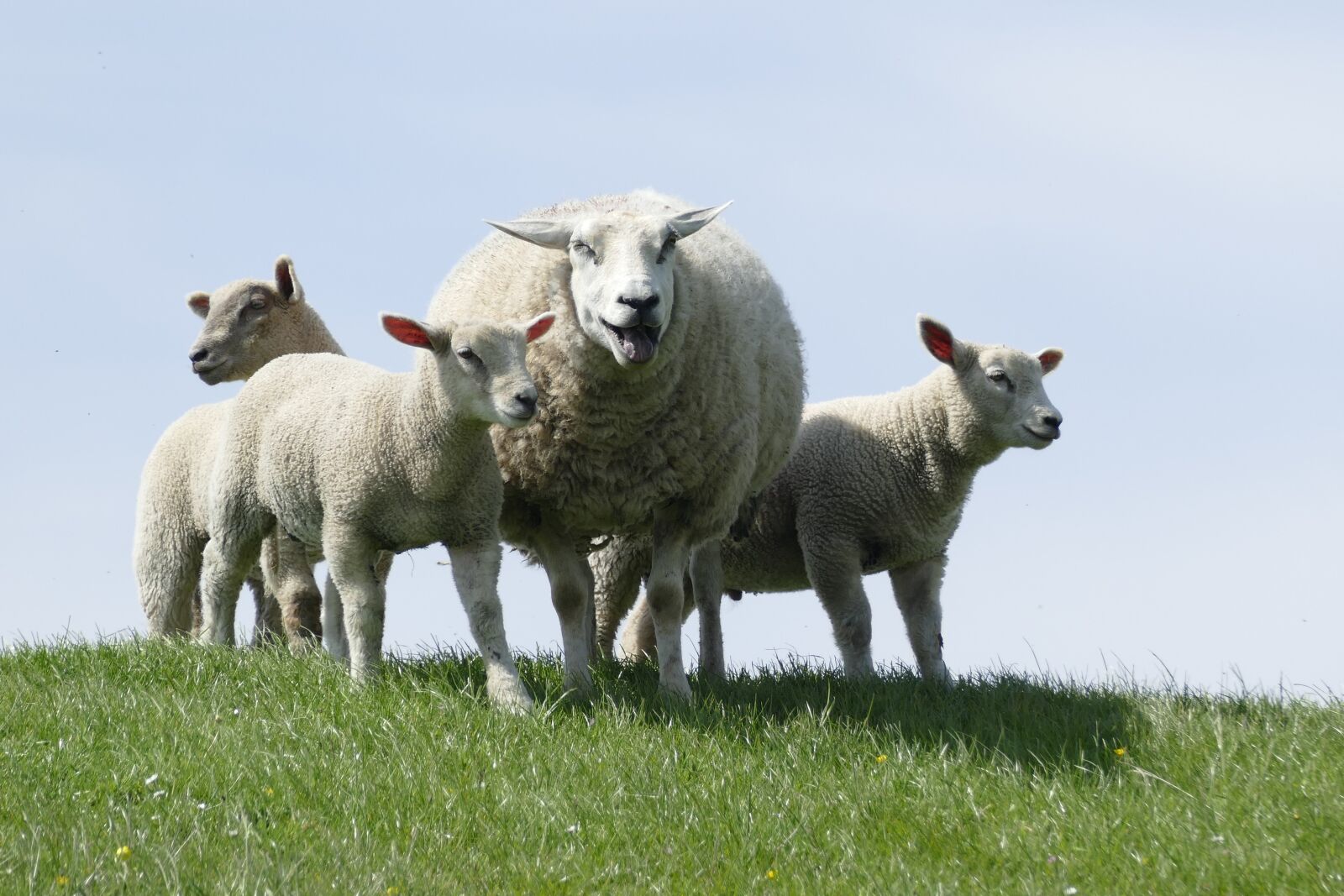 Panasonic Lumix DMC-FZ1000 sample photo. Dike, sheep, lambs photography