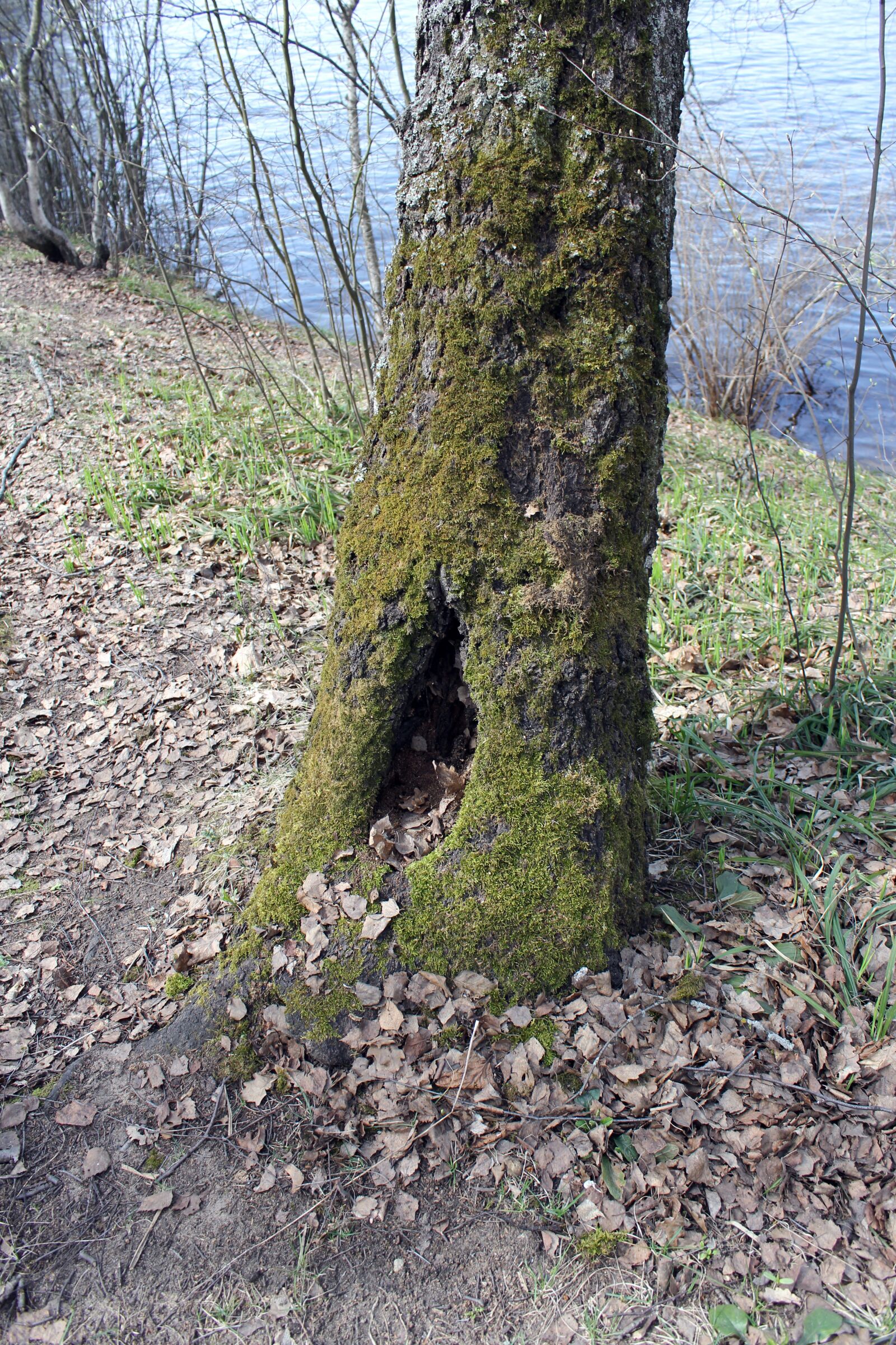 Canon EOS 60D sample photo. Hollow, tree, forest photography